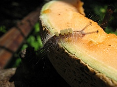 238 Wildlife Habitat Port Douglas